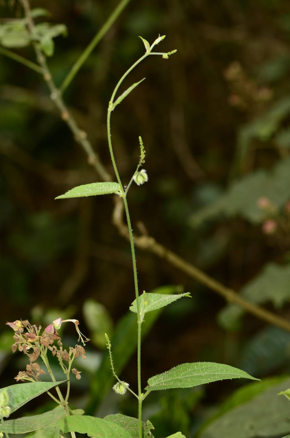 Tragia praetervisa eFlora of India